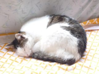 渚晴彦ブログ：２月２２日は猫の日 我が家の怠け者ネコちゃんです！