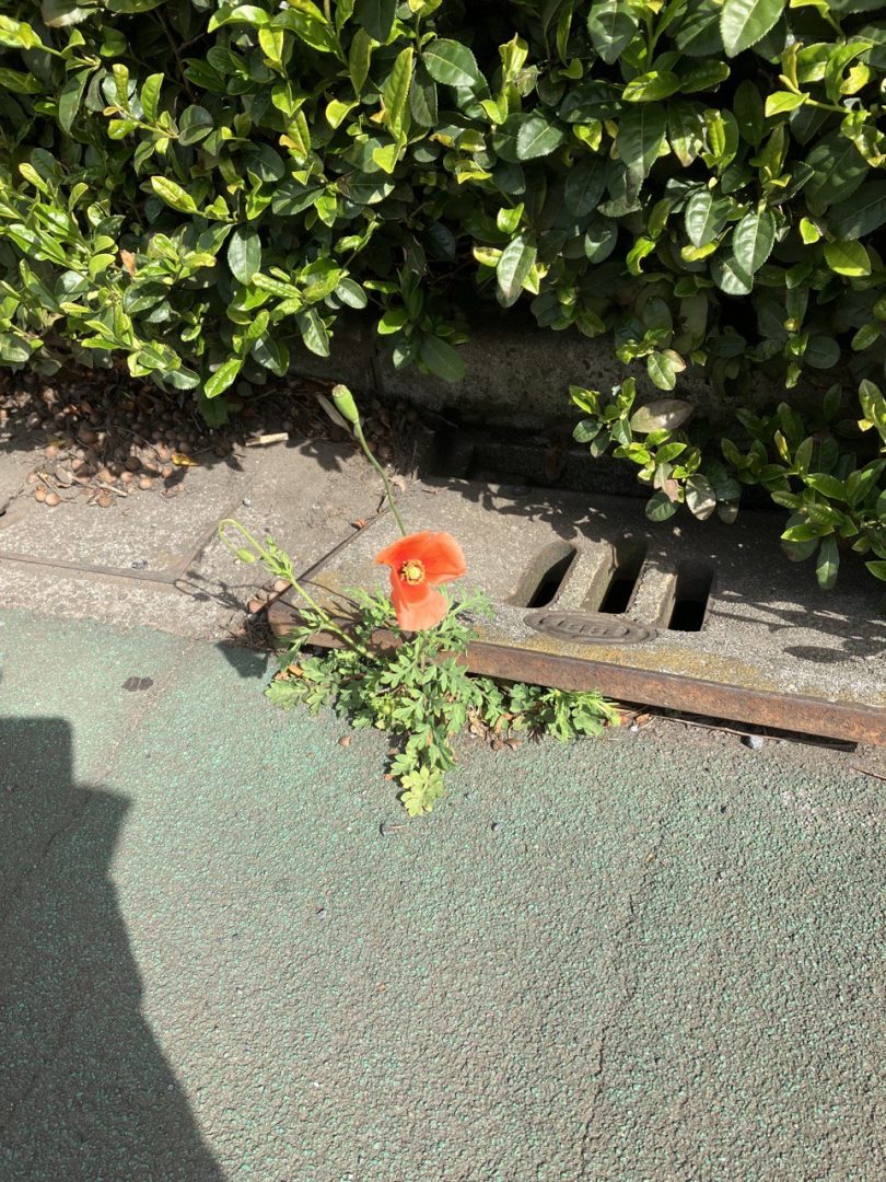 渚晴彦ブログ：散歩で見つけた道端の花